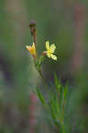 Threadleaf evening primrose